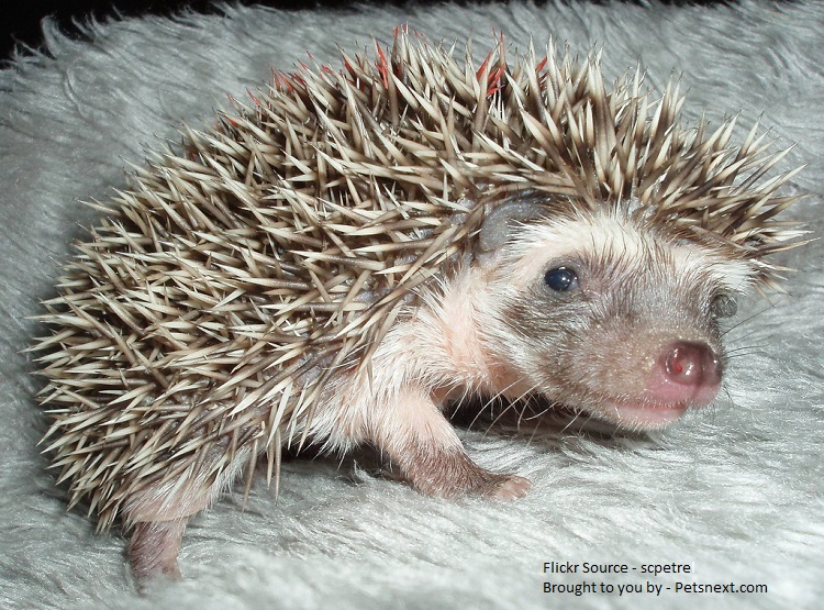 Hedgehogs -