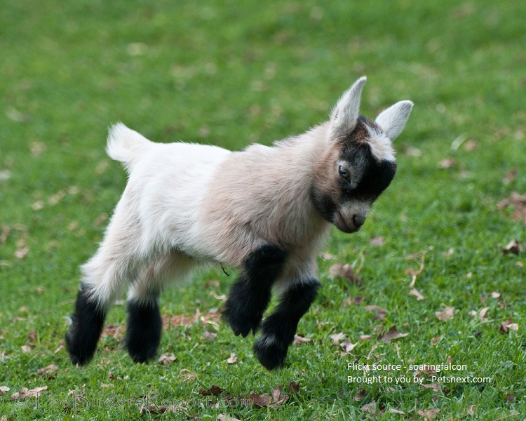Pygmy-goat