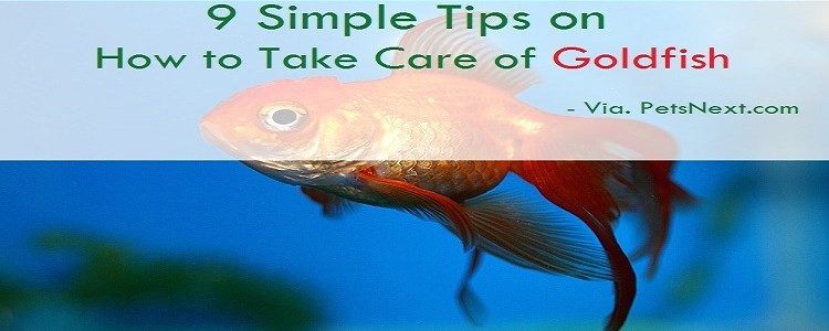 How to Take Care of Goldfish