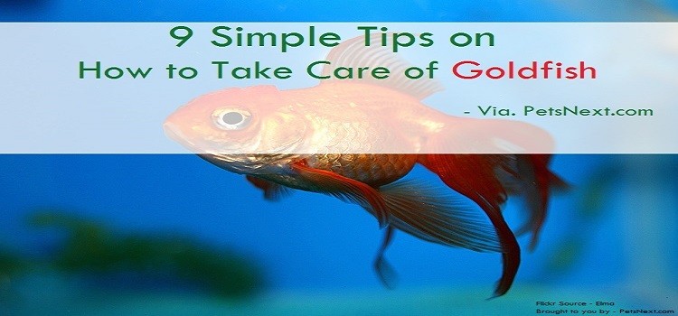 How to Take Care of Goldfish