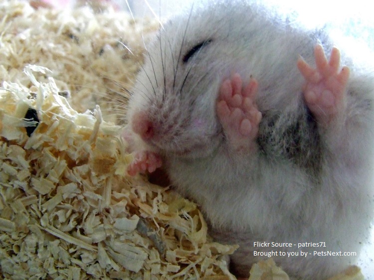 sleeping hamster