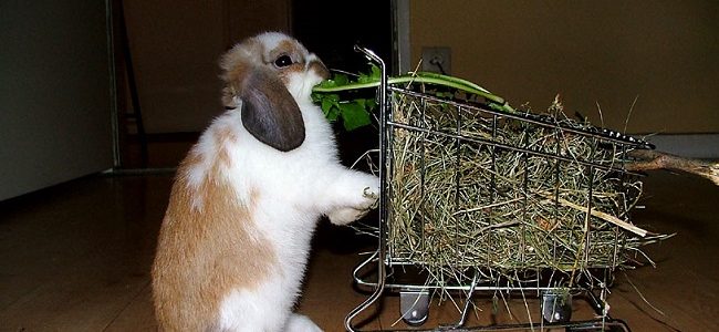 Feeding-Bunny