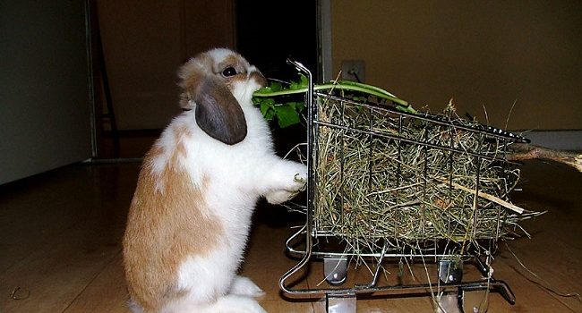 Feeding-Bunny