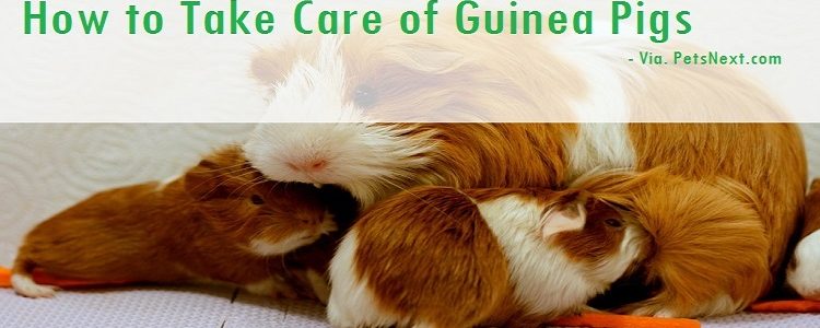 Guineapig