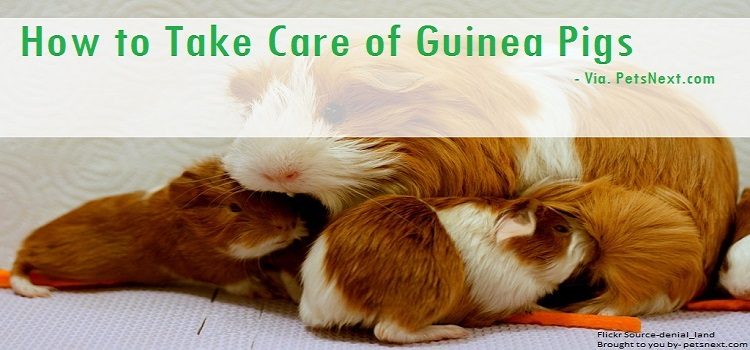 Guineapig